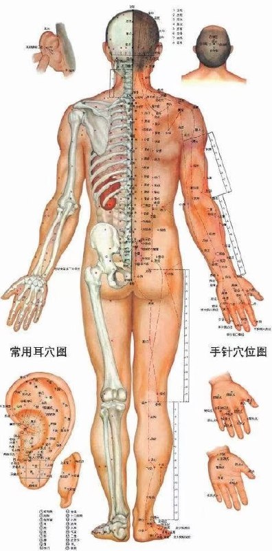 名称：人体器官、穴位图及穴位图解大全描述：人体器官、穴位图及穴位图解大全最全➕高清  共49张图片链接：