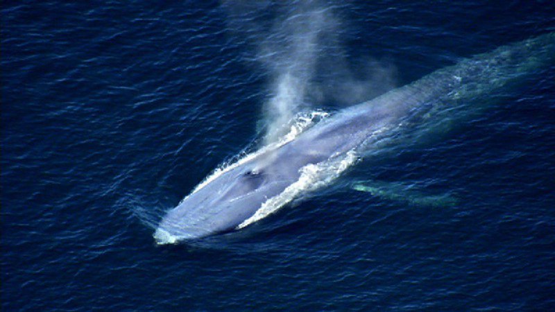 名称：Ocean Giants描述：2011年，BBC自然历史部推出纪录片《海洋巨兽》(Ocean Giants)，以三集篇幅深入探索鲸类的智慧、社会结构与生存危机