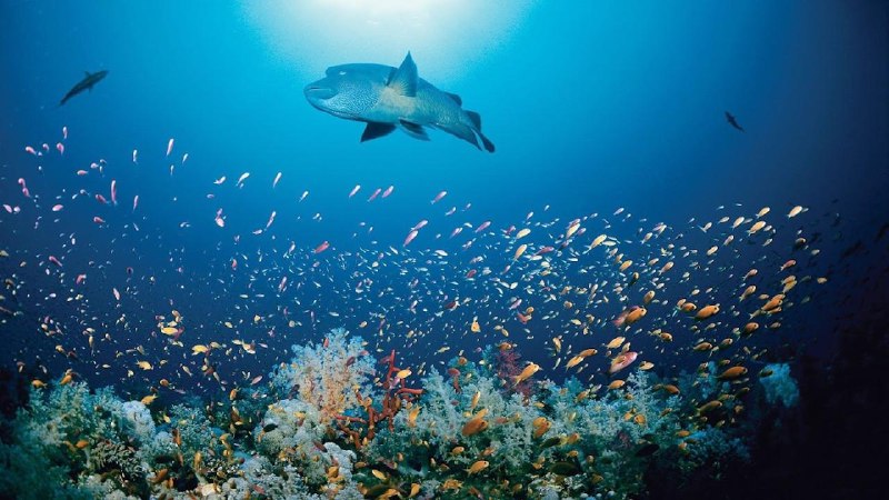 名称：Kingdom of the Oceans描述：《海洋王国》(Kingdom of the Oceans)是一部2011年首播的法国自然纪录片，由雅克·贝汉(Jacques Perrin)和雅克·克鲁佐(Jacques Cluzaud)联合执导，深入探索全球海洋生态系统的奥秘